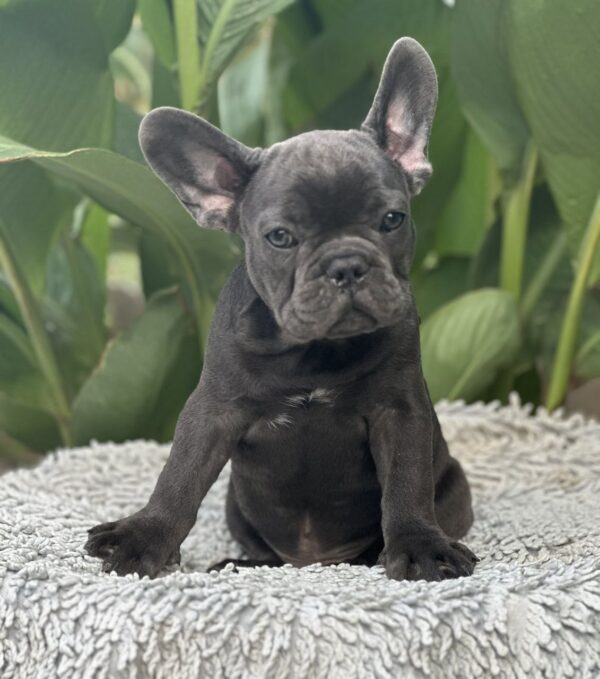 Joule French Bulldog