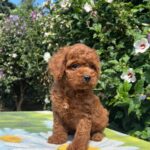 Kada-female-cavapoo-puppy-for-sale-1 (1)