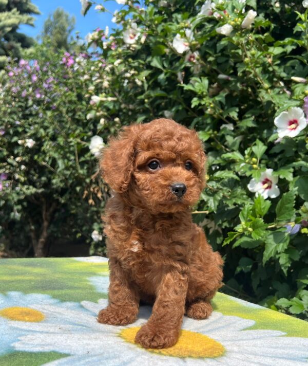 Kada Cavapoo