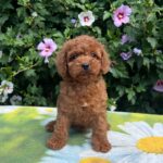 Kada-female-cavapoo-puppy-for-sale-1 (2)