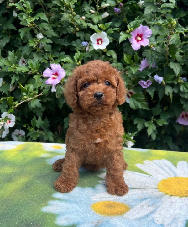 Kada Cavapoo