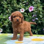 Kada-female-cavapoo-puppy-for-sale-1 (3)