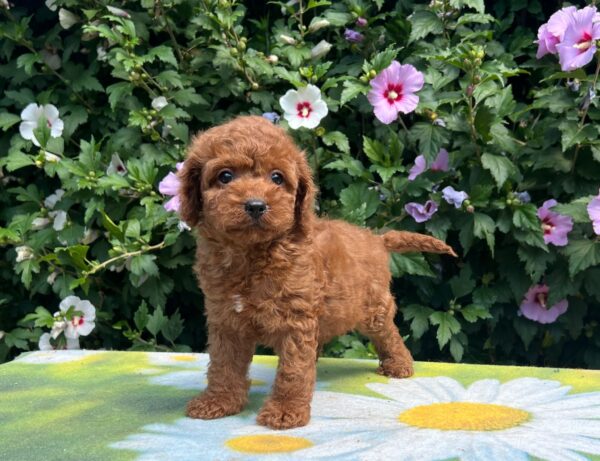 Kada Cavapoo