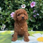Koks Cavapoo
