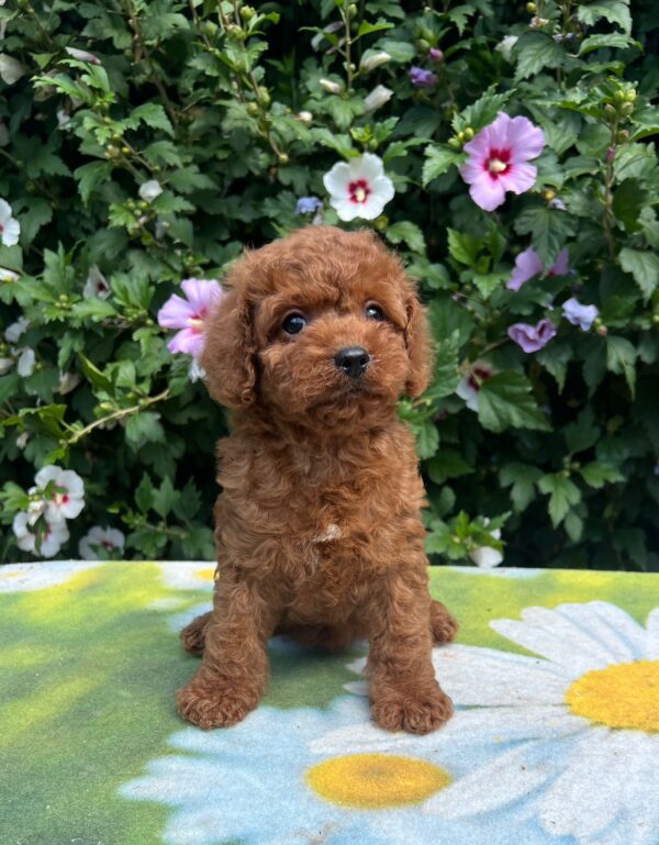 Kada Cavapoo