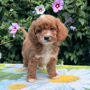 Kara Cavapoo