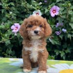 Lola Cavapoo