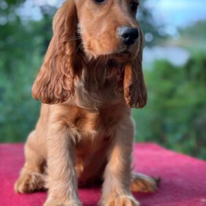 Kayra English Cocker Spaniel
