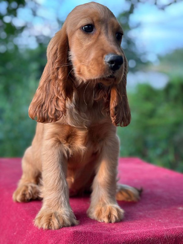 Kayra English Cocker Spaniel