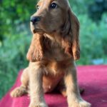 Kayra-female-English-Cocker-Spaniel-puppy-for-sale-2
