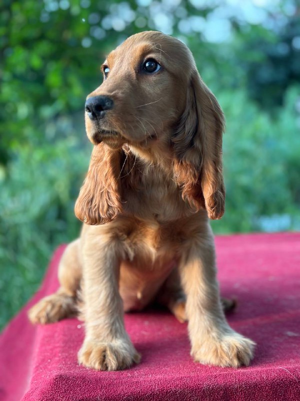 Kayra English Cocker Spaniel