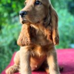 Kayra-female-English-Cocker-Spaniel-puppy-for-sale-3