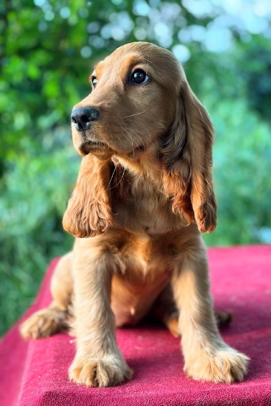 Kayra English Cocker Spaniel