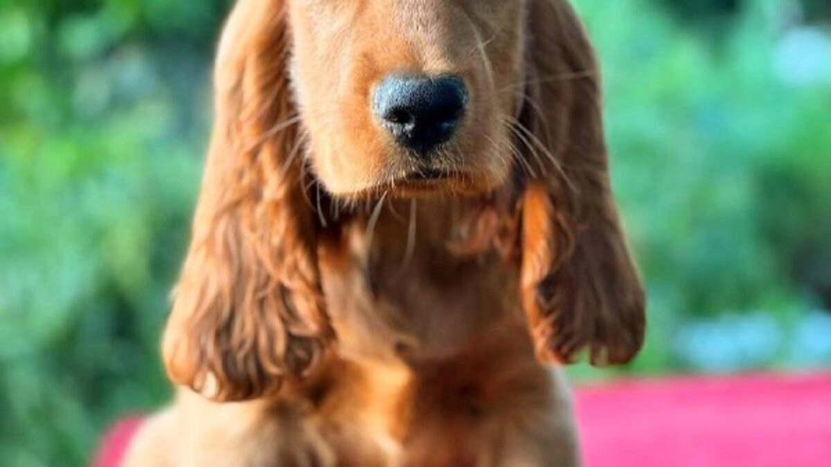 Sprocker Docked Tail English Cocker Spaniel Dogs And Puppies For Sale