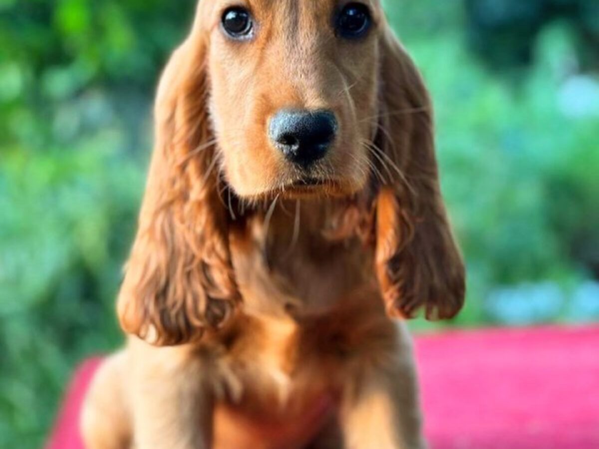 English Cocker Cocker Spaniel Mix Puppies For Sale Near Me Cocker