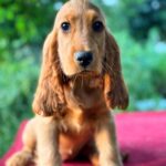 Kayra-female-English-Cocker-Spaniel-puppy-for-sale-4