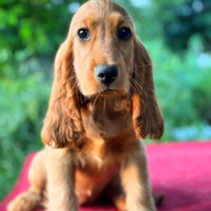 Kayra English Cocker Spaniel
