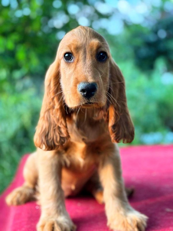 Kayra English Cocker Spaniel