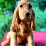 Kayra-female-English-Cocker-Spaniel-puppy-for-sale-5