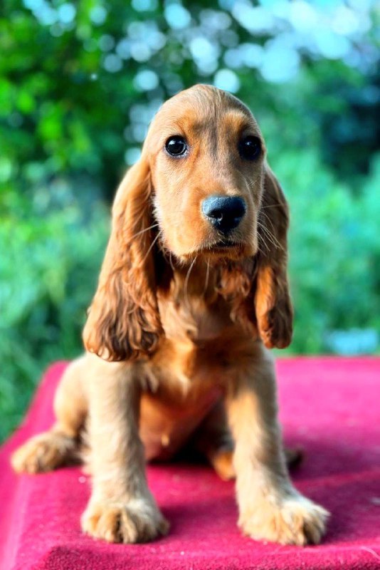 Kayra English Cocker Spaniel