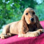 Kayra-female-English-Cocker-Spaniel-puppy-for-sale-6