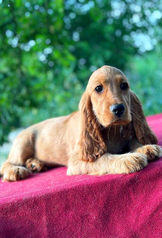 Kayra English Cocker Spaniel