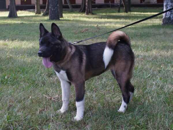 Keiko American Akita