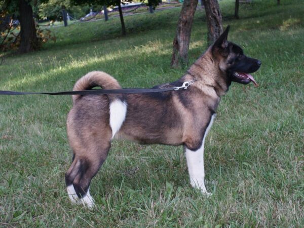 Keiko American Akita