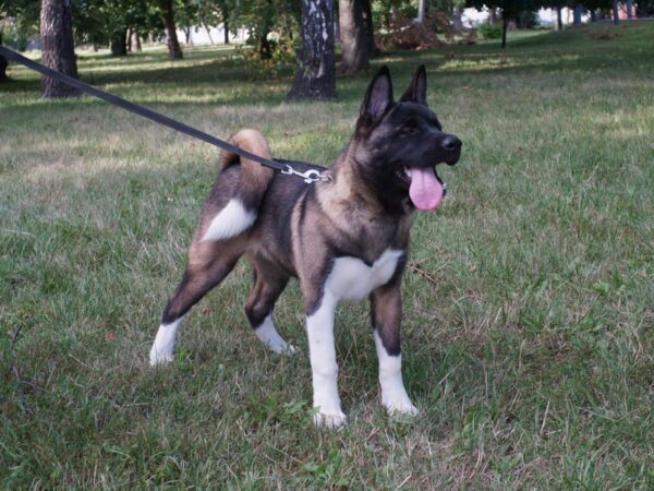 Keiko American Akita