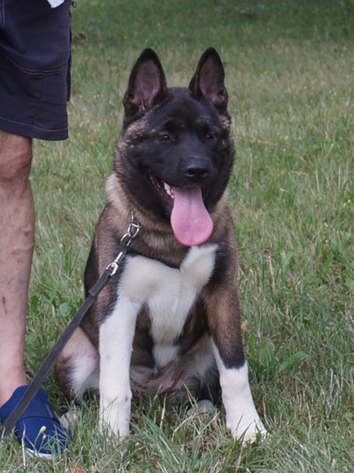 Keiko American Akita