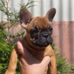 Ketty-female-french-bulldog-puppy-for-sale-1 (1)