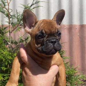 Ketty French Bulldog