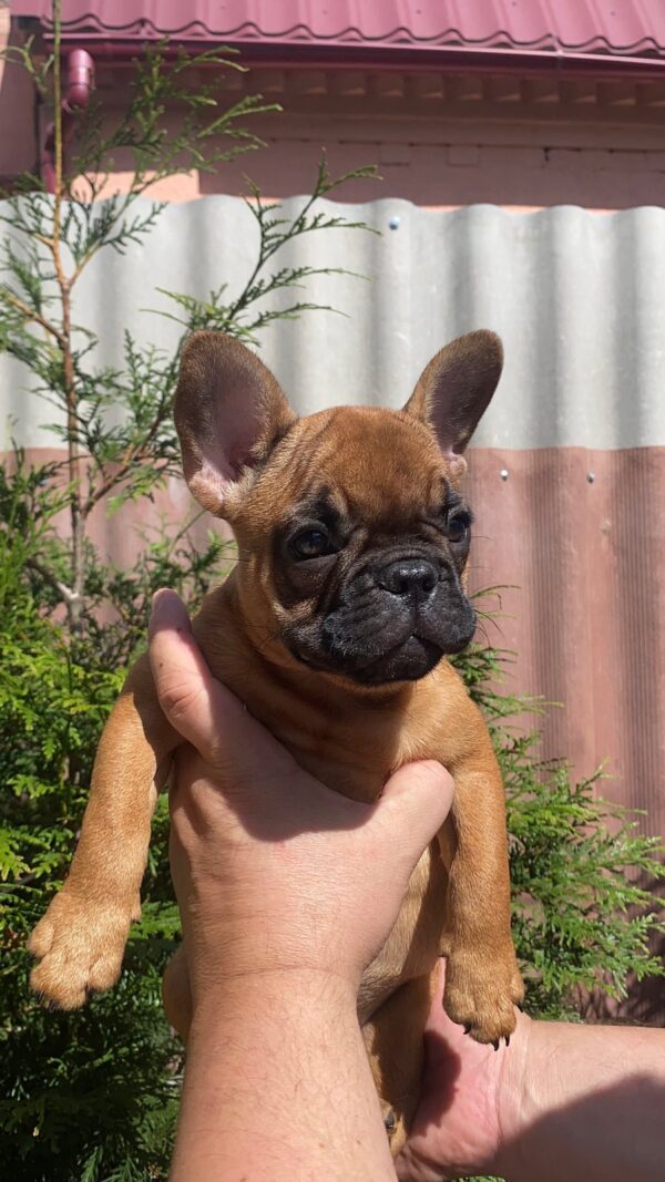 Ketty French Bulldog