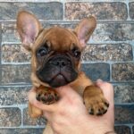Ketty-female-french-bulldog-puppy-for-sale-1 (2)