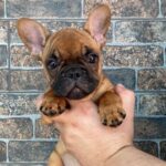Ketty-female-french-bulldog-puppy-for-sale-1 (3)