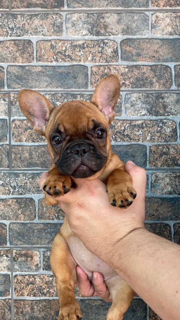 Ketty French Bulldog