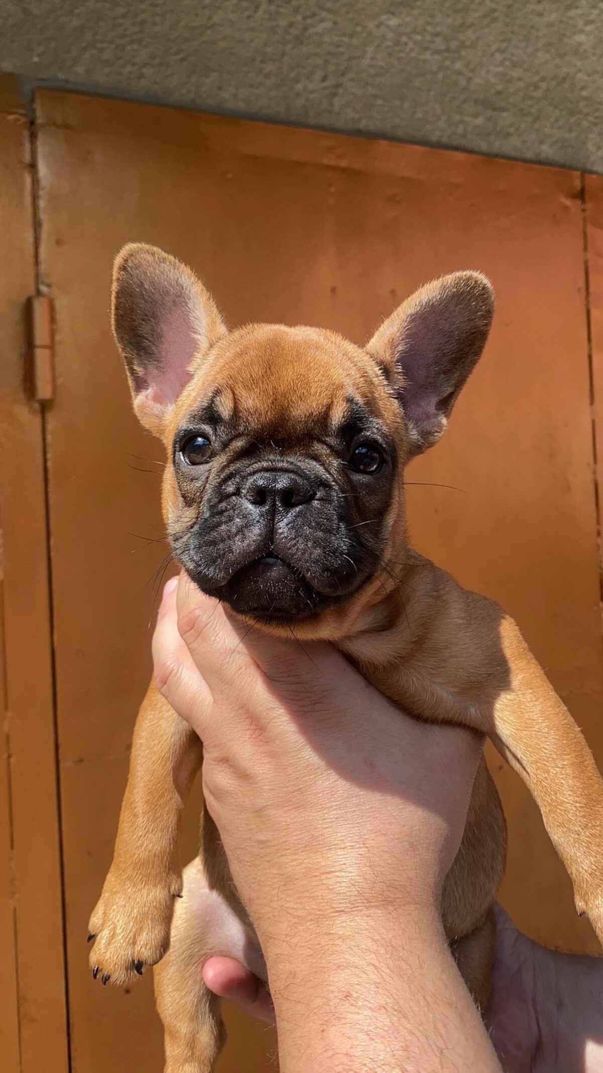 Adult Brindle French Bulldog French Bulldog Puppy Red Brindle