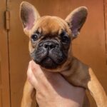 Nicolas French Bulldog