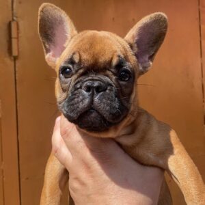 Ketty French Bulldog