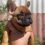 Ketty-female-french-bulldog-puppy-for-sale-1 (5)