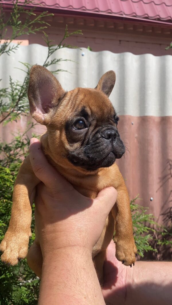 Ketty French Bulldog