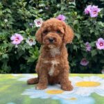 Kit-male-cavapoo-puppy-for-sale-1 (1)