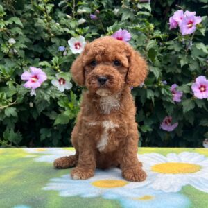 Kit Cavapoo