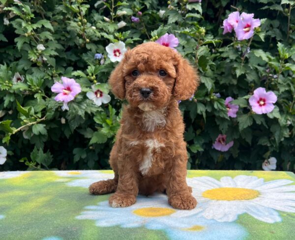 Kit Cavapoo
