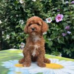 Kit-male-cavapoo-puppy-for-sale-1 (2)