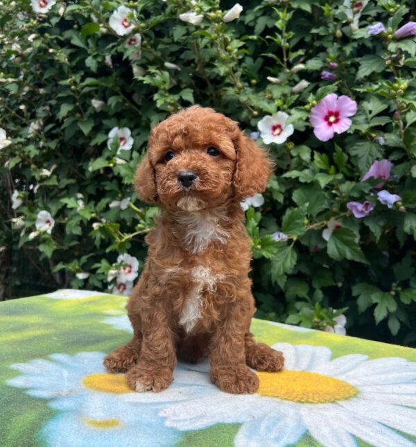 Kit Cavapoo