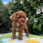Kit-male-cavapoo-puppy-for-sale-1 (3)