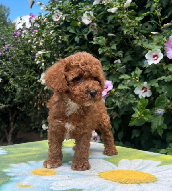 Kit Cavapoo