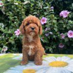 Kit-male-cavapoo-puppy-for-sale-1 (4)