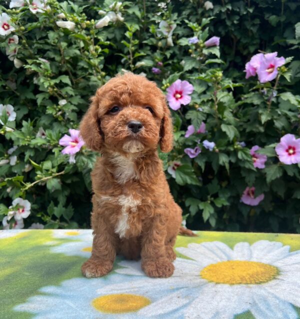 Kit Cavapoo